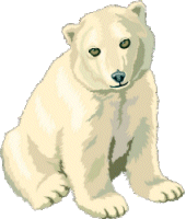 Eisbär