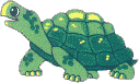 Schildkröte
